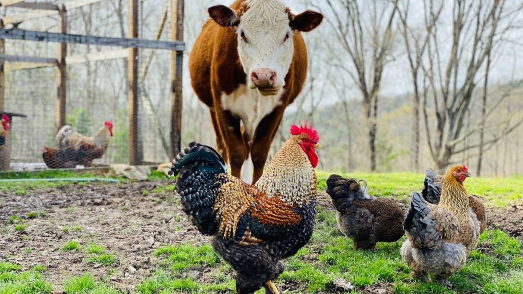 Feather Down Farms