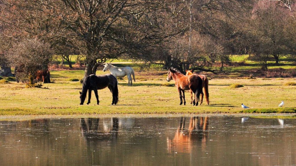 New Forest